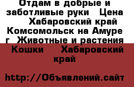 Отдам в добрые и заботливые руки › Цена ­ 1 - Хабаровский край, Комсомольск-на-Амуре г. Животные и растения » Кошки   . Хабаровский край